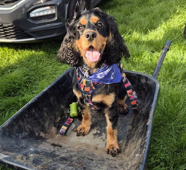 Rexx — our Cocker Spaniel