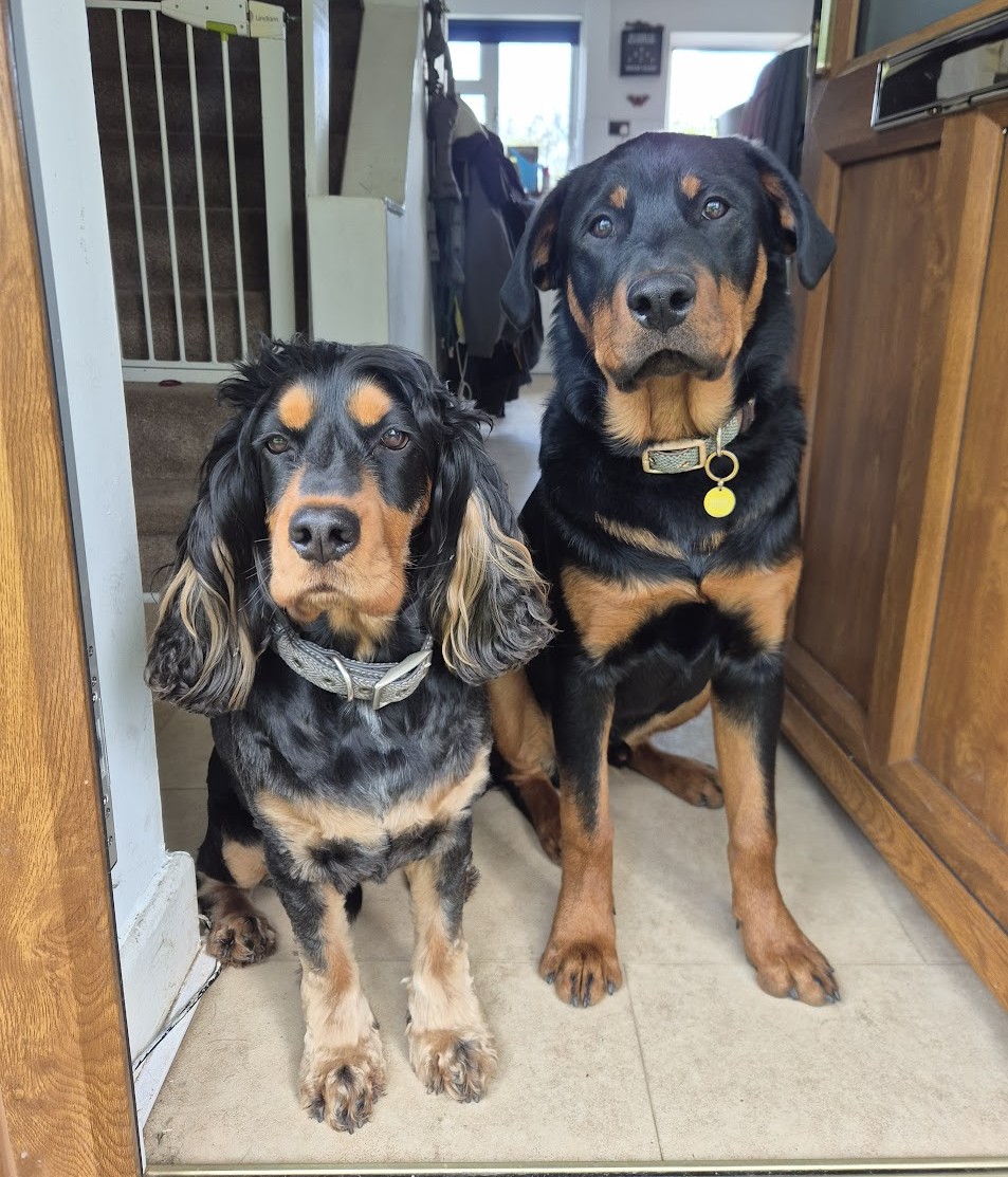Rexx and Klaus — our Cocker Spaniel and Rottweiler
