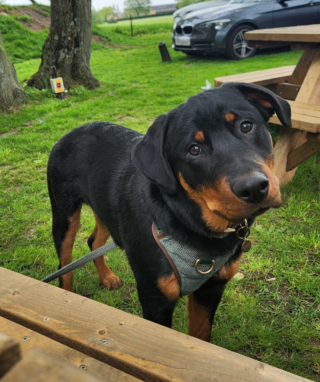 Rottweiler sitting in frosty autumn grass
