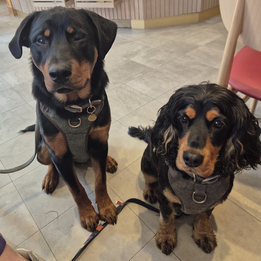 Klaus and Rexx — our Rottweiler and Cocker Spaniel