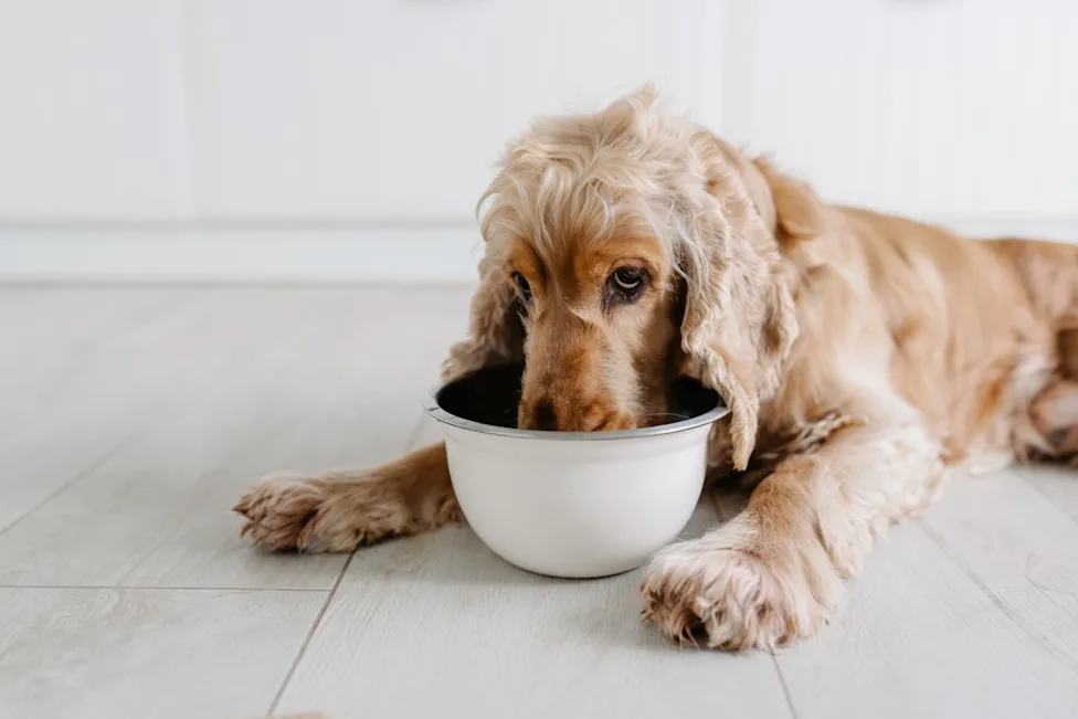 Cocker Spaniel eating from a bowl