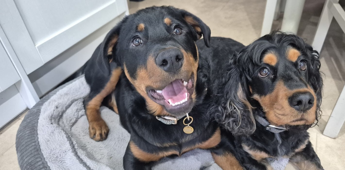 A Rottweiler and Cocker Spaniel sitting together on a dog bed