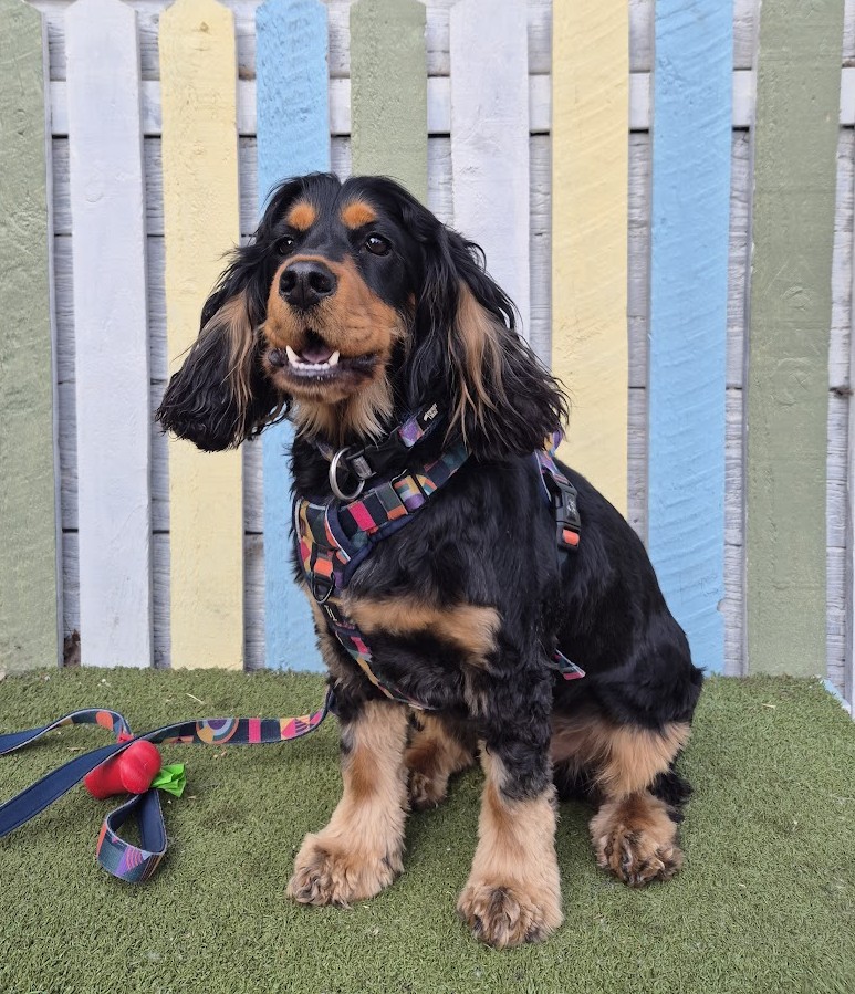 Rexx the Cocker Spaniel sitting happily